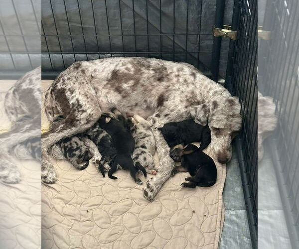 Medium Photo #4 Poodle (Standard)-Unknown Mix Puppy For Sale in Grafton, WI, USA