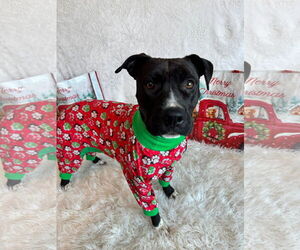 American Pit Bull Terrier-Unknown Mix Dogs for adoption in Germantown, OH, USA