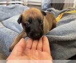 Small Photo #219 Belgian Malinois Puppy For Sale in REESEVILLE, WI, USA