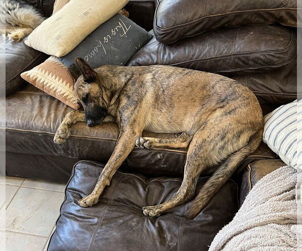 Medium Photo #3 Holland Shepherd-Unknown Mix Puppy For Sale in Candler, NC, USA