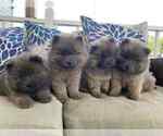 Small #7 Chow Chow