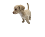 Small Photo #9 Dachshund Puppy For Sale in BALLWIN, MO, USA