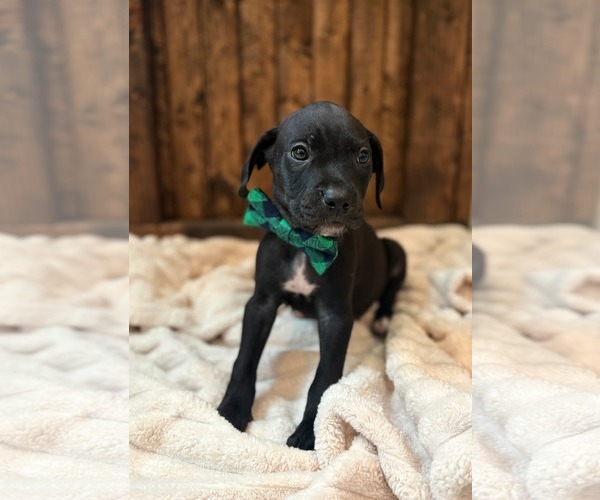 Medium Photo #1 Great Dane-Unknown Mix Puppy For Sale in MIDWAY, UT, USA