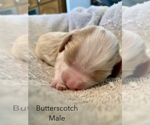 Cavalier King Charles Spaniel Puppy for sale in TULSA, OK, USA