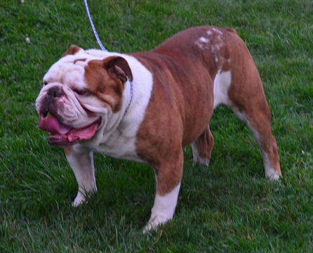 Medium Photo #1 Olde English Bulldogge Puppy For Sale in GARRETTSVILLE, OH, USA