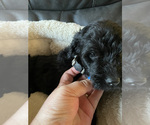 Small #8 Goldendoodle-Poodle (Standard) Mix