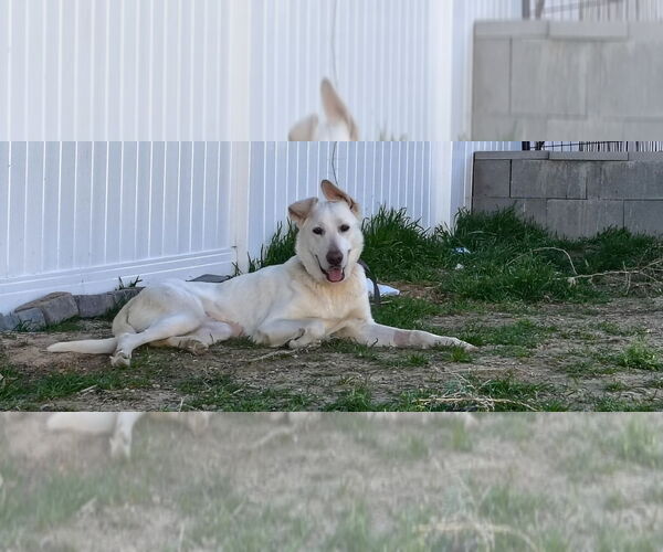Medium Photo #1 German Shepherd Dog-Unknown Mix Puppy For Sale in Salt Lake City, UT, USA