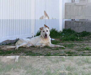 German Shepherd Dog-Unknown Mix Dogs for adoption in Salt Lake City, UT, USA