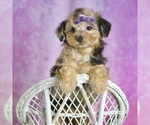 Small #1 Yorkipoo