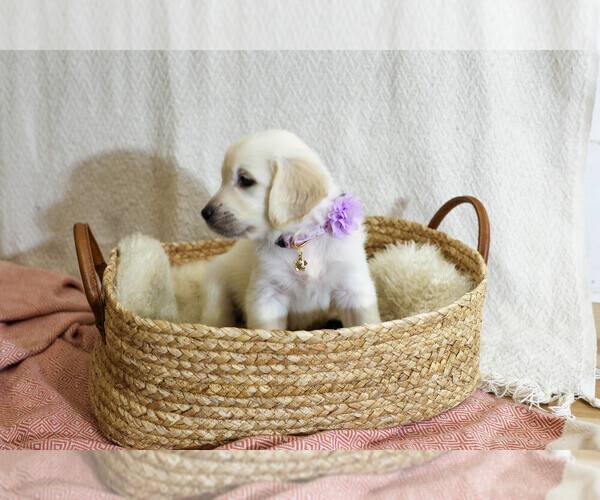 Medium Photo #1 English Cream Golden Retriever Puppy For Sale in MALDEN, MA, USA