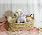 Clover - Female English Cream Golden Retriever Puppy for Sale - Small photo