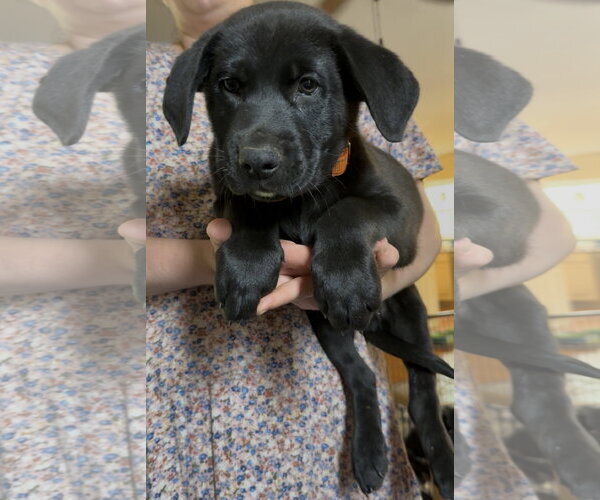 Medium Photo #1 Labrador Retriever-Unknown Mix Puppy For Sale in Garner, NC, USA