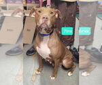 Small #2 American Pit Bull Terrier-Labrador Retriever Mix