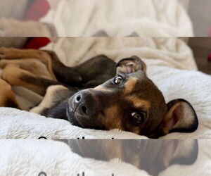 Mutt Dogs for adoption in Jefferson, NJ, USA