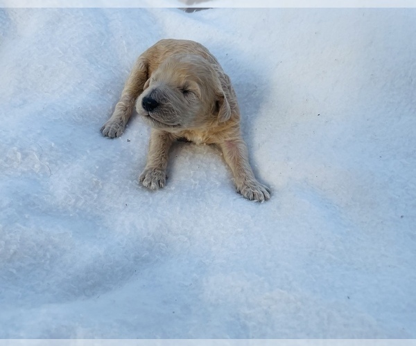 Medium Photo #1 Goldendoodle Puppy For Sale in RHINE, GA, USA