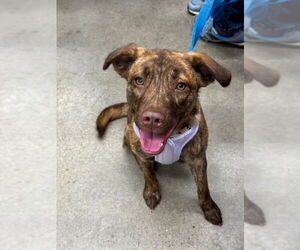 Mountain Cur Dogs for adoption in Fairfax, VA, USA