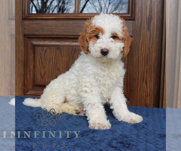 Medium Photo #4 Goldendoodle (Miniature) Puppy For Sale in NARVON, PA, USA