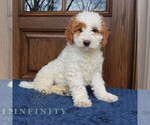 Small #3 Goldendoodle (Miniature)