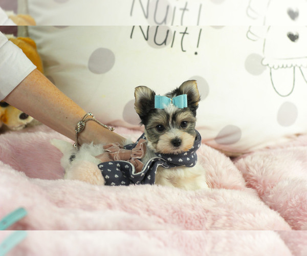 Medium Photo #9 Morkie Puppy For Sale in MIAMI BEACH, FL, USA