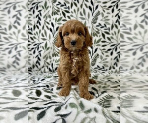 Cavapoo Puppy for sale in GREENFIELD, IN, USA