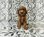 Small Cavapoo