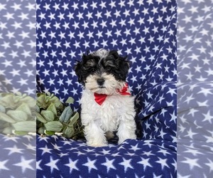 Maltipoo Puppy for sale in KIRKWOOD, PA, USA