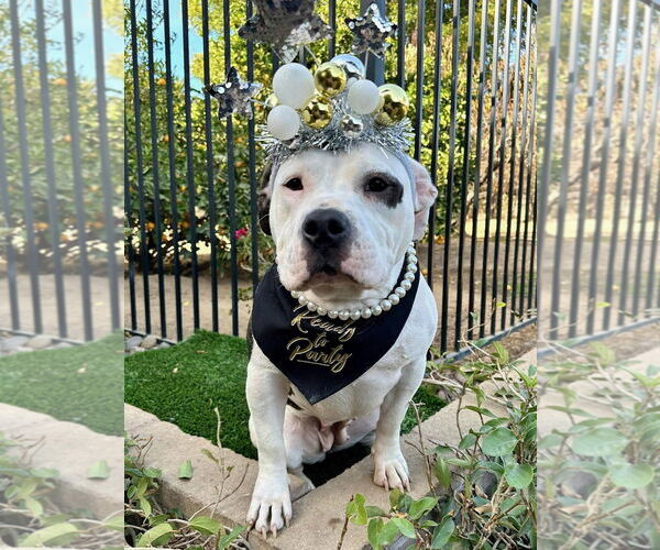 Medium Photo #3 American Staffordshire Terrier-Unknown Mix Puppy For Sale in Redlands, CA, USA