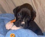 Puppy 4 Boxer