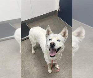 Siberian Husky Dogs for adoption in HESPERIA, CA, USA