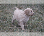 Small Photo #5 Goldendoodle Puppy For Sale in MEMPHIS, MO, USA