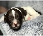 Small Photo #11 Goldendoodle Puppy For Sale in HOWARD CITY, MI, USA