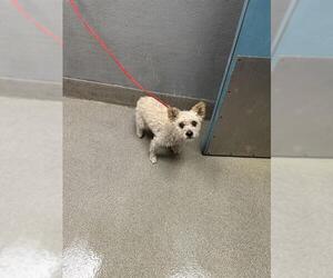 Poodle (Miniature)-Unknown Mix Dogs for adoption in Las Vegas, NV, USA