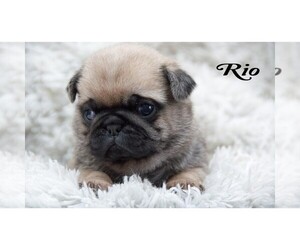 Pug Puppy for sale in CLARE, MI, USA