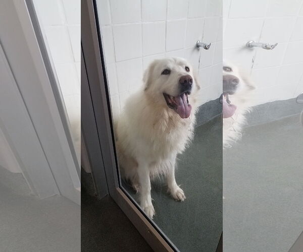 Medium Photo #10 Great Pyrenees-Unknown Mix Puppy For Sale in Houston, TX, USA