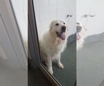 Small #9 Great Pyrenees Mix