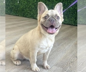 French Bulldog Puppy for sale in DENVER, CO, USA