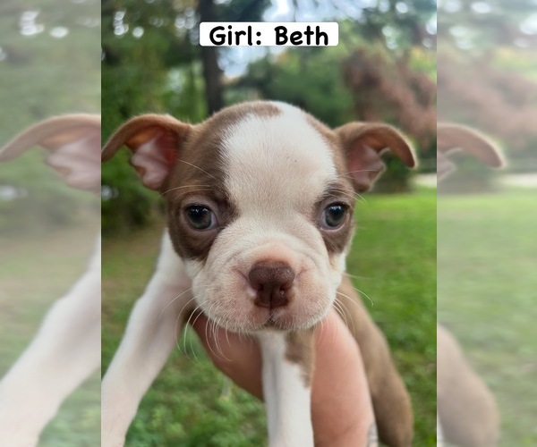Medium Photo #3 Boston Terrier Puppy For Sale in COVENTRY, RI, USA