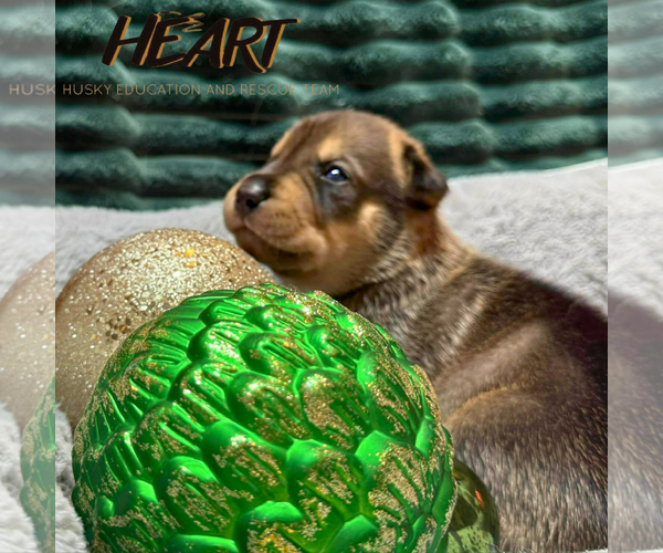 Medium Photo #3 Siberian Husky-Unknown Mix Puppy For Sale in Severn, MD, USA