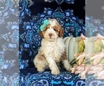 Small Photo #2 Poodle (Miniature) Puppy For Sale in BIRD IN HAND, PA, USA
