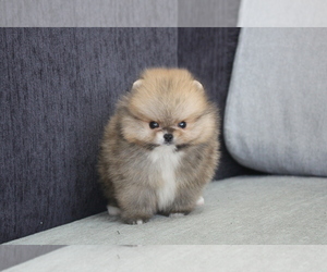 Pomeranian Puppy for Sale in SAN FRANCISCO, California USA