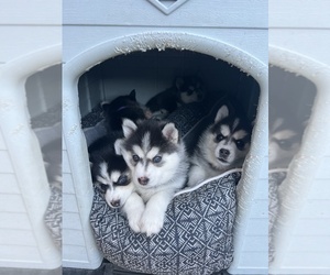 Pomsky Puppy for sale in HOLLISTER, CA, USA