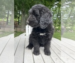 Small Photo #14 Bernedoodle-Golden Retriever Mix Puppy For Sale in BEULAH, MI, USA