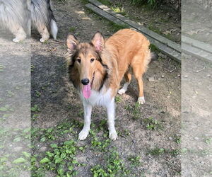 Collie Dogs for adoption in Chantilly, VA, USA