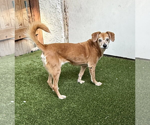 Medium Photo #3 Labbe Puppy For Sale in Mission Viejo, CA, USA