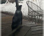 Small #38 American Pit Bull Terrier-Labrador Retriever Mix
