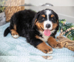 Small Photo #33 Bernese Mountain Dog Puppy For Sale in BIRD IN HAND, PA, USA