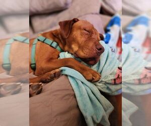 Mutt Dogs for adoption in Abbeville, LA, USA