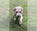 Small Photo #7 Great Dane Puppy For Sale in HULBERT, OK, USA