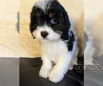 Small Photo #4 Cavapoo Puppy For Sale in RICHMOND, IL, USA