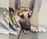 Small #1 German Shepherd Dog